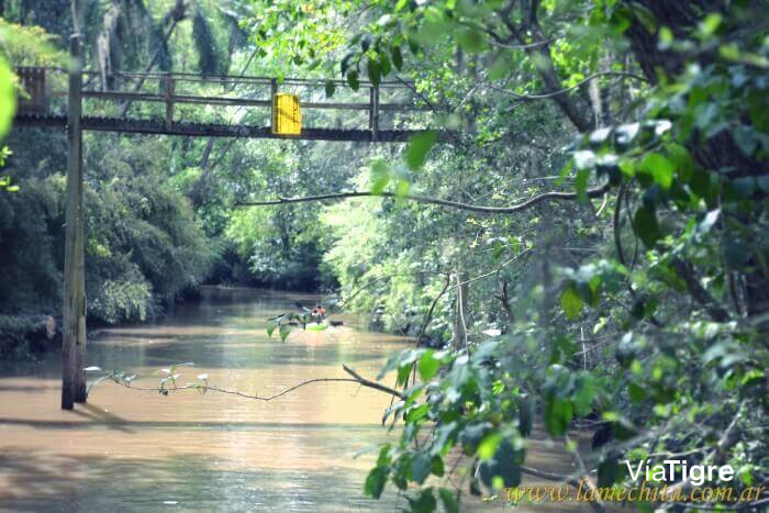 Arroyo Rama negra chico